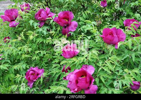 Au printemps, dans le jardin sur le lit fleuri, la pivoine fleurit comme un arbre (Paeonia suffruticosa). Banque D'Images