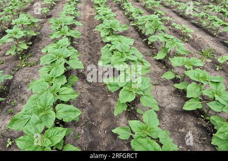 Le jeune tournesol pousse dans un champ de ferme. Banque D'Images