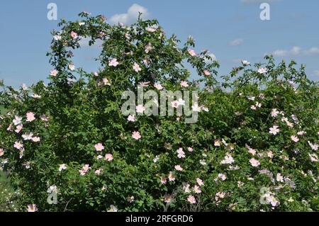 Au printemps, la rose sauvage fleurit Banque D'Images