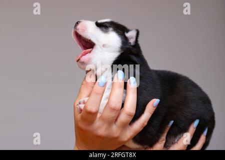 Chien chiot sur les mains femelles. Les mains des femmes tiennent le chiot husky nouveau-né. Banque D'Images