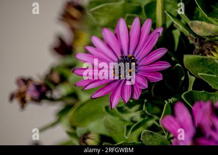 gros plan d'une fleur de Dimorphotheca ecklonis Banque D'Images