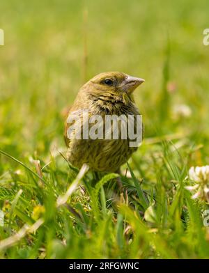 Oiseau européen. Greenfinch debout dans l'herbe. Gros plan. Banque D'Images