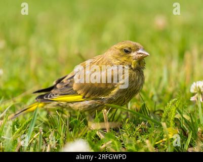 Oiseau européen. Greenfinch debout dans l'herbe. Gros plan. Banque D'Images