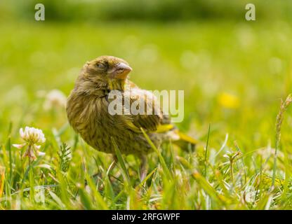 Oiseau européen. Greenfinch debout dans l'herbe. Gros plan. Banque D'Images