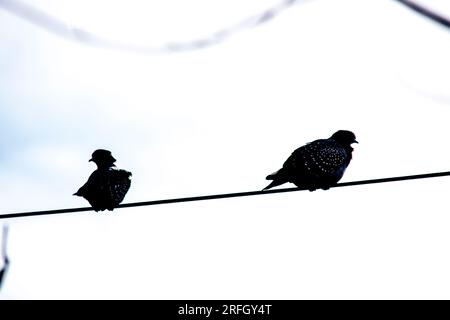 silhouette des pigeons sur le câble lumineux en noir et blanc Banque D'Images