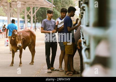 Inde, Vasco da Gama - 5 avril 2018 : Sainte vache mendiant pour de la nourriture les passagers du train. Banque D'Images