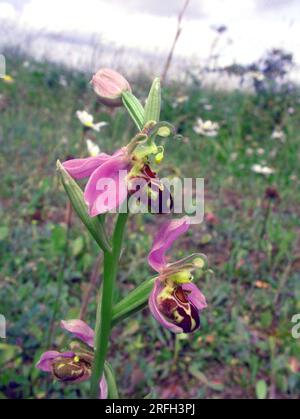 Bee Orchid, Orphy apifera, gros plan, vue de face, large diffusion au Royaume-Uni, juin à juillet, Wiltshire Banque D'Images