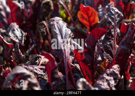 la betterave rouge pousse dans un champ agricole, la récolte de betteraves est rouge, pour la cuisson des soupes et du borscht Banque D'Images