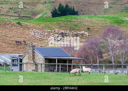 Photographie d'une foule de moutons en train de descendre un pâturage verdoyant près du lac Moke près de Queenstown sur l'île du Sud de la Nouvelle-Zélande Banque D'Images