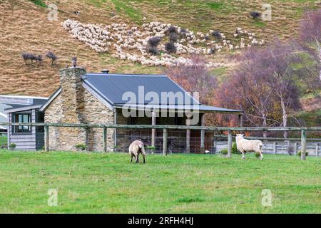 Photographie d'une foule de moutons en train de descendre un pâturage verdoyant près du lac Moke près de Queenstown sur l'île du Sud de la Nouvelle-Zélande Banque D'Images