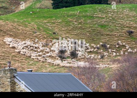 Photographie d'une foule de moutons en train de descendre un pâturage verdoyant près du lac Moke près de Queenstown sur l'île du Sud de la Nouvelle-Zélande Banque D'Images