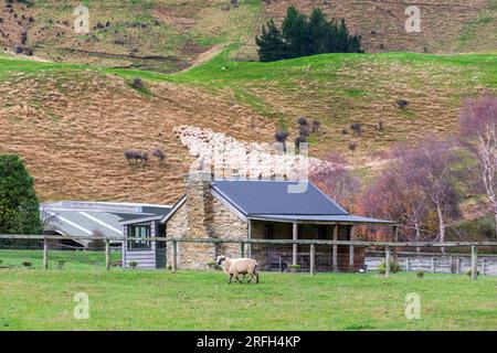 Photographie d'une foule de moutons en train de descendre un pâturage verdoyant près du lac Moke près de Queenstown sur l'île du Sud de la Nouvelle-Zélande Banque D'Images