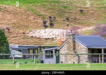 Photographie d'une foule de moutons en train de descendre un pâturage verdoyant près du lac Moke près de Queenstown sur l'île du Sud de la Nouvelle-Zélande Banque D'Images