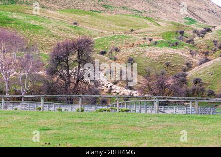 Photographie d'une foule de moutons en train de descendre un pâturage verdoyant près du lac Moke près de Queenstown sur l'île du Sud de la Nouvelle-Zélande Banque D'Images