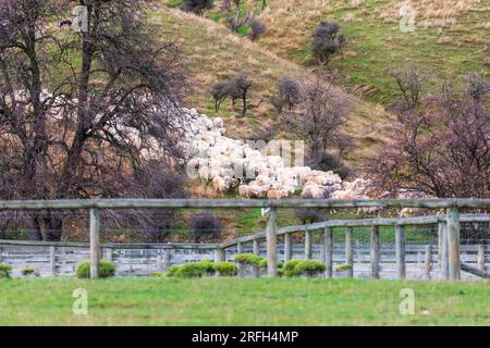 Photographie d'une foule de moutons en train de descendre un pâturage verdoyant près du lac Moke près de Queenstown sur l'île du Sud de la Nouvelle-Zélande Banque D'Images