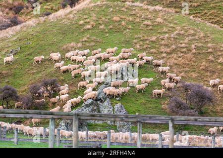 Photographie d'une foule de moutons en train de descendre un pâturage verdoyant près du lac Moke près de Queenstown sur l'île du Sud de la Nouvelle-Zélande Banque D'Images