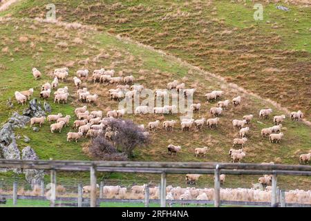 Photographie d'une foule de moutons en train de descendre un pâturage verdoyant près du lac Moke près de Queenstown sur l'île du Sud de la Nouvelle-Zélande Banque D'Images