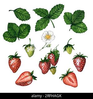 Ensemble de fraises mûres fraîches et juteuses avec des feuilles et des fleurs isolées sur fond blanc, illustration de baies à l'aquarelle dessinées à la main. Banque D'Images