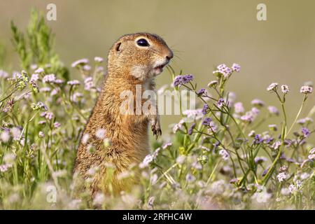 European (Spermophilus citellus) dans l'habitat naturel Banque D'Images