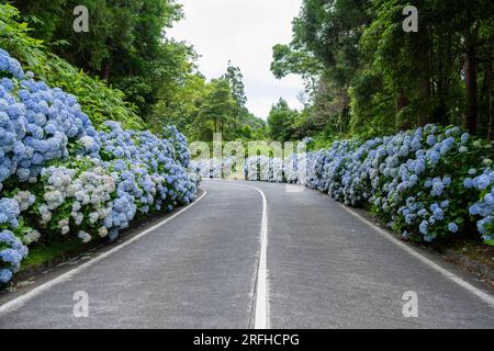 Route avec hortensia bleu fleurissant le long de Sete Cidades sur l'île de Sao Miguel, Açores Banque D'Images