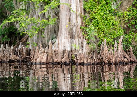 Genoux de cyprès, cyprès chauve (Taxodium distichum), lac Blue Cypress, Floride, États-Unis, par Dominique Braud/Dembinsky photo Assoc Banque D'Images