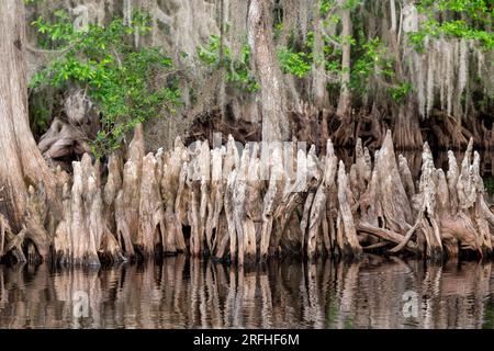 Genoux de cyprès, cyprès chauve (Taxodium distichum), lac Blue Cypress, Floride, États-Unis, par Dominique Braud/Dembinsky photo Assoc Banque D'Images