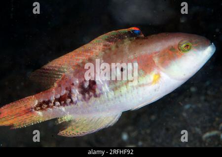 Twospot Wrasse, Oxycheilinus bimaculatus, site de plongée Aer Bajo, détroit de Lembeh, Sulawesi, Indonésie Banque D'Images