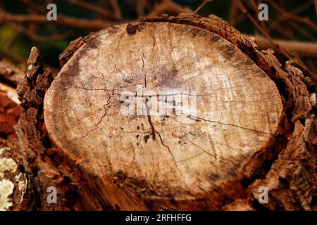 macro image d'un arbre coupe ronde avec des anneaux de croissance bien marqués comme fond ou texture Banque D'Images