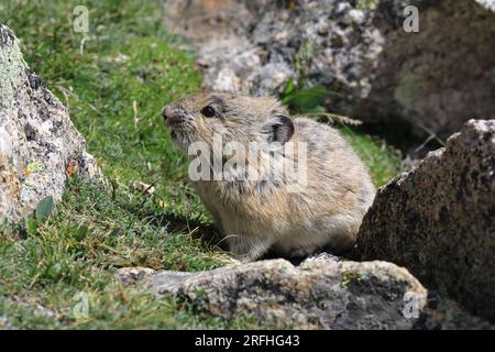 Faune du Colorado, pikas Banque D'Images