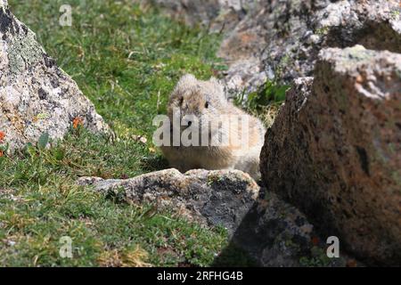 Faune du Colorado, pikas Banque D'Images