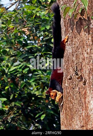 malabar géant violet écureuil sauvage sur l'arbre en gros plan Banque D'Images