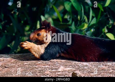 malabar géant violet écureuil sauvage sur l'arbre en gros plan Banque D'Images