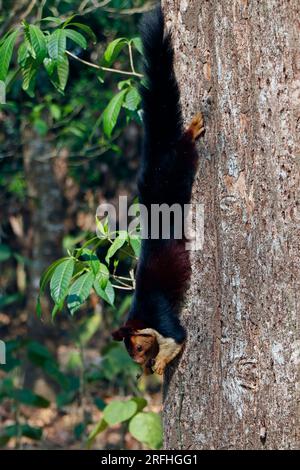 malabar géant violet écureuil sauvage sur l'arbre en gros plan Banque D'Images