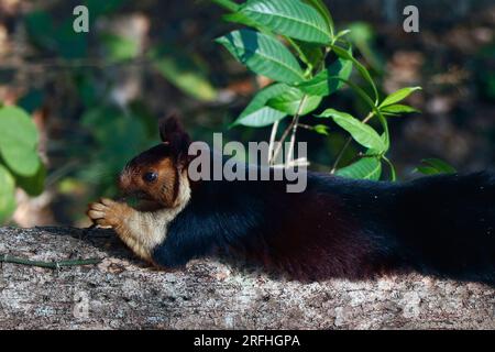 malabar géant violet écureuil sauvage en gros plan Banque D'Images