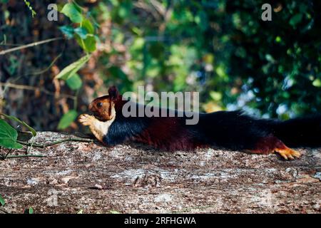 malabar géant violet écureuil sauvage sur l'arbre en gros plan Banque D'Images