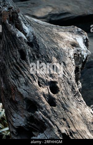 vieille bûche de bois noir endommagée en gros plan Banque D'Images
