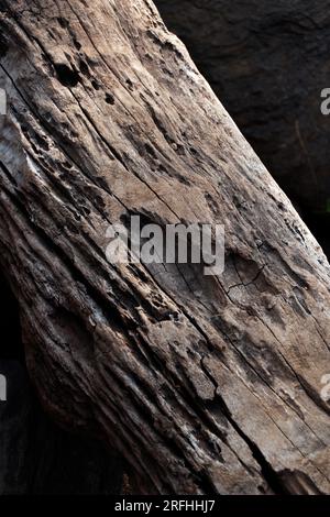 vieille bûche de bois noir endommagée en gros plan Banque D'Images