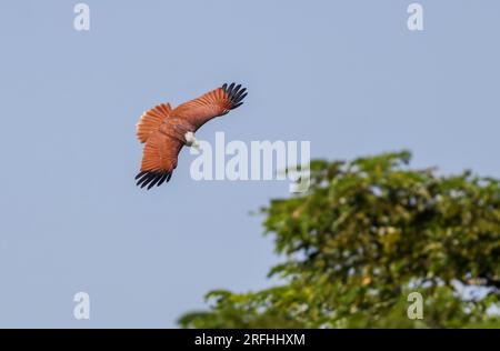 Le cerf-volant brahminy, également connu sous le nom d'aigle de mer à dos rouge en Australie, est un oiseau de proie de taille moyenne. Banque D'Images