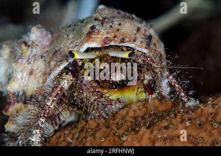 Dark Knee Hermite Crab, Dardanus lagopodes, en coquillage, plongée de nuit, site de plongée Coconut point, île de Reta, près d'Alor, Indonésie Banque D'Images