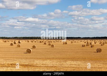 un champ agricole sur lequel les piles de paille reposent après la récolte du blé, chaume de blé sur un champ rural Banque D'Images