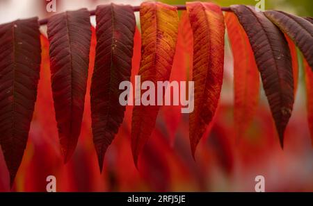 Différentes nuances de feuilles rouges sur Sumac Tree en automne Banque D'Images