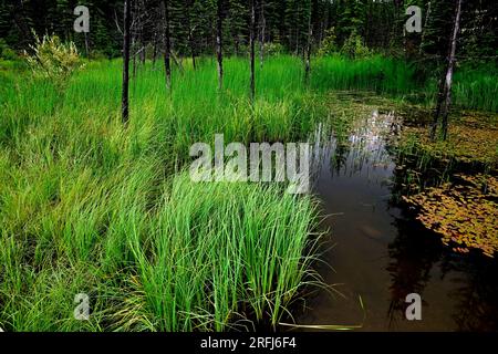 Une image de paysage d'herbe sauvage poussant dans un milieu humide dans une région rurale de l'Alberta au Canada Banque D'Images