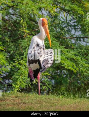 Cigogne peinte déployant des ailes et se desséchant au soleil, debout immobile, au parc national de Yala, au Sri Lanka. Banque D'Images