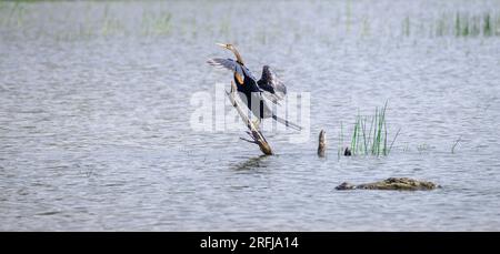 Dard oriental desséchant les ailes sur un bâton sur l'eau, et le danger qui plane autour du coin, le crocodile des marais nage près du dard à Bundal Banque D'Images