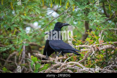 Paire de corbeaux à gros bec vue au parc national de Yala. Banque D'Images