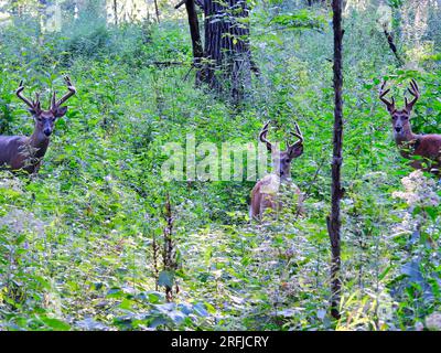 Trois cerfs à queue blanche dans la forêt au lever du soleil le matin Banque D'Images