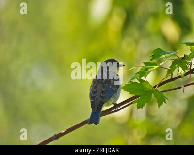 Oiseau bleu de l'est juvénile sur une branche d'arbre sur un soleil d'été Banque D'Images