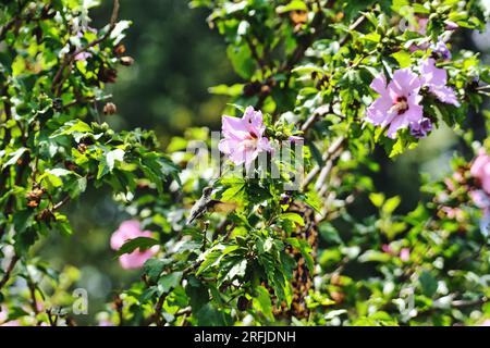 Colibri à gorge rubis cherchant du Nectar de fleurs sur une journée d'été Banque D'Images