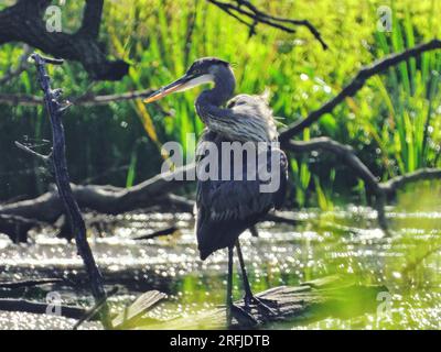 Blue Heron Bird perché sur une bûche flottante sur un étang s'étendant sur une journée d'été Banque D'Images
