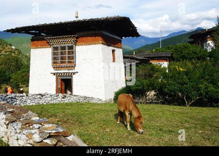 Un poney solitaire broute sur l'herbe près de l'entrée du pont cantilever en bois sur la rivière Mo Chhu menant à Punakha Dzong dans le Royaume du Bhoutan Banque D'Images